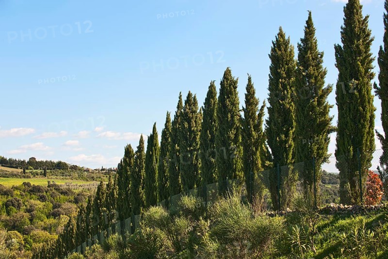 Mediterranean cypress
