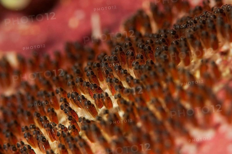 Clark's anemonefish