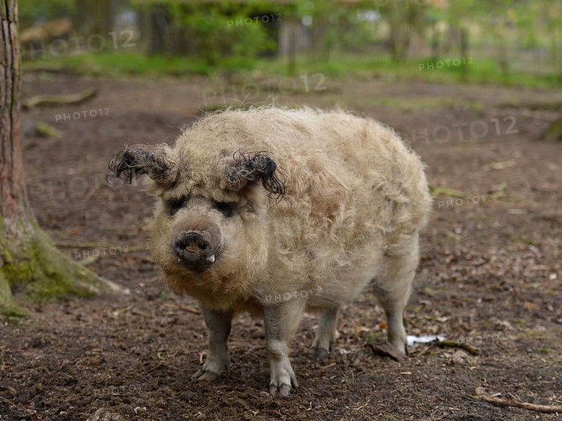 Mangalitsa woolly pig