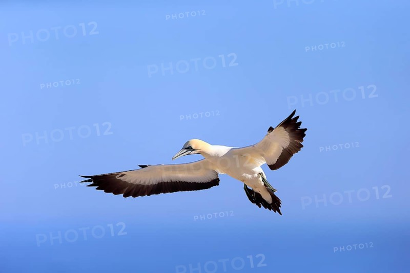 Cape Gannet