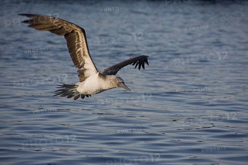 Blue footed booby