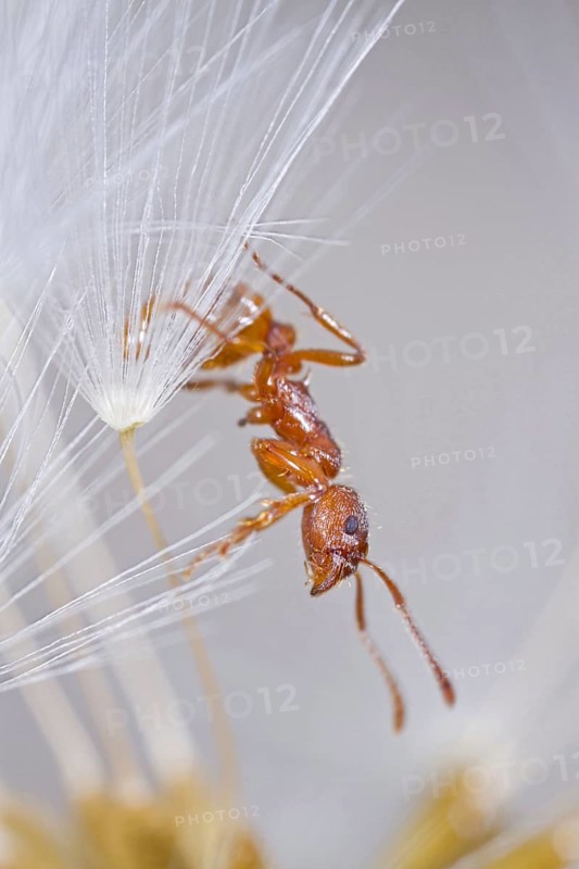 Red Ant