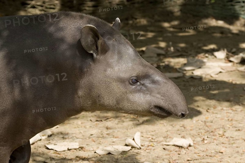 Lowland tapir