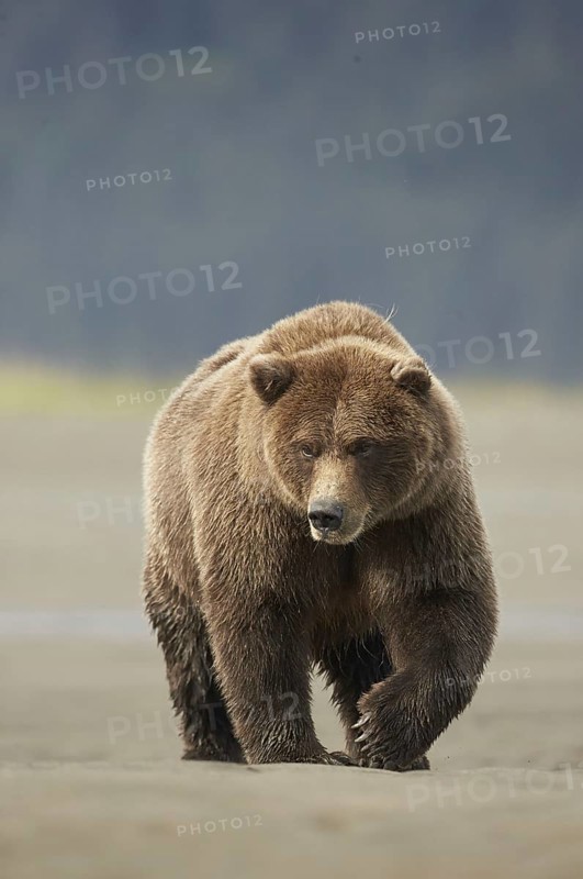Grizzly bear