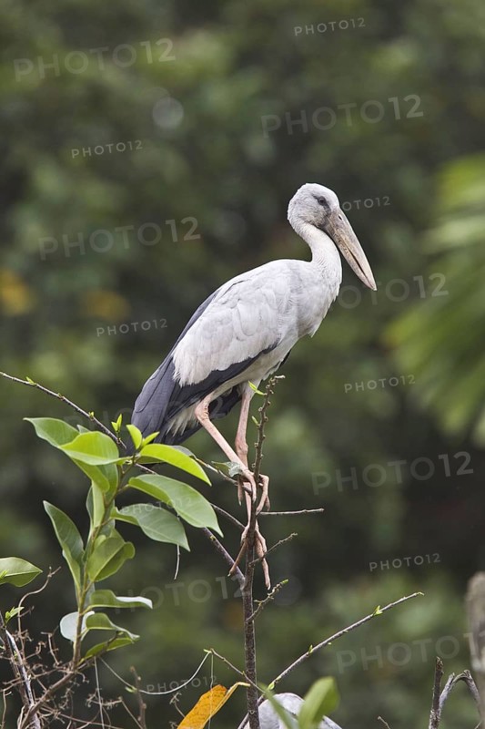 Silver Clawbill