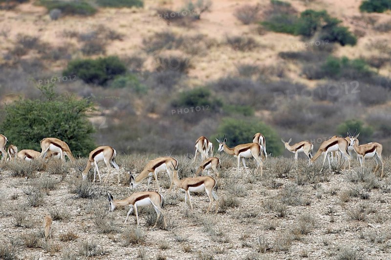 Springbok