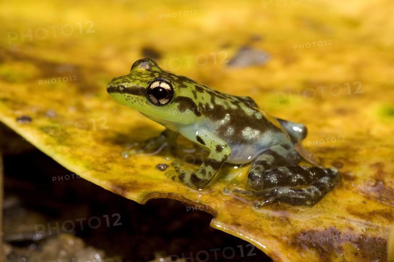 Tree frog