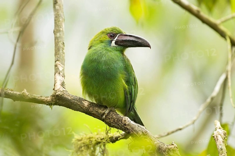 Crimson-rumped Toucanet