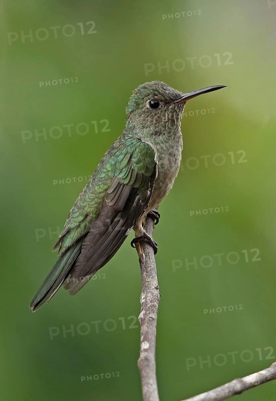 Scaly-breasted Hummingbird