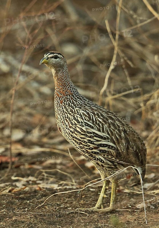 Double-spurred Francolin