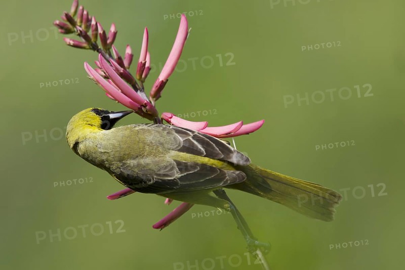 Orchard Oriole