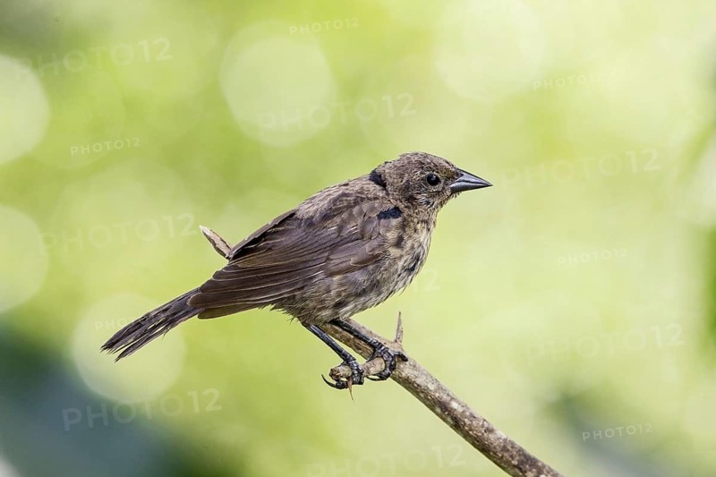 Silky Cowbird