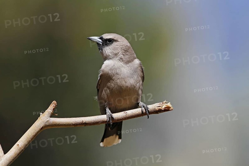 Black-faced Woodswallow