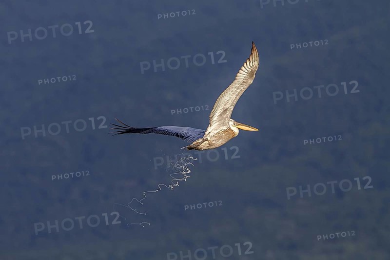 Dalmatian Pelican in flight defecating over Lake Kerkini