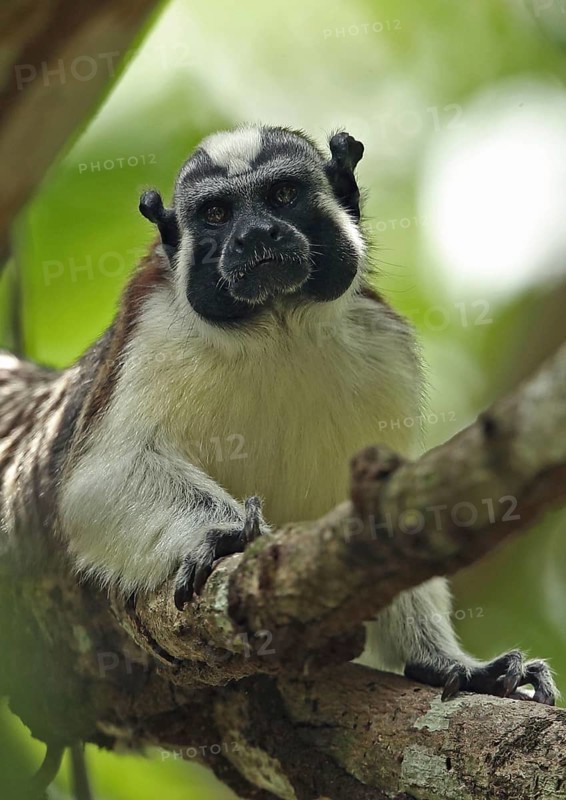 Geoffroy's Tamarin