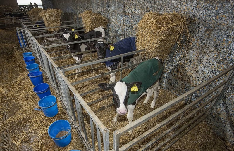 Domestic cattle