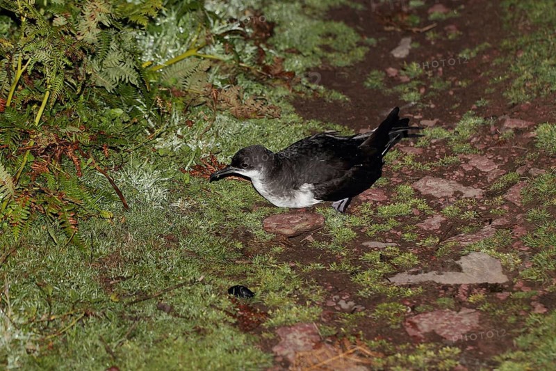 Adult manx shearwater