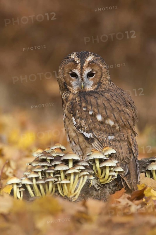Tawny owl