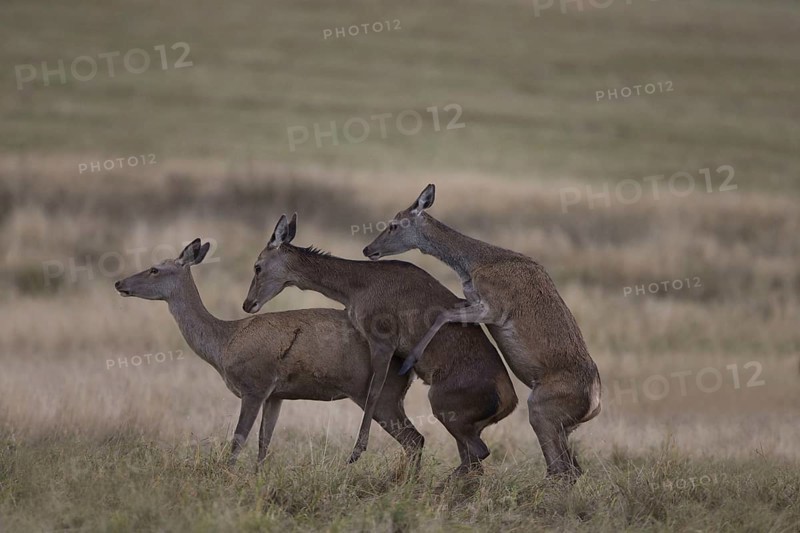 Red Deer