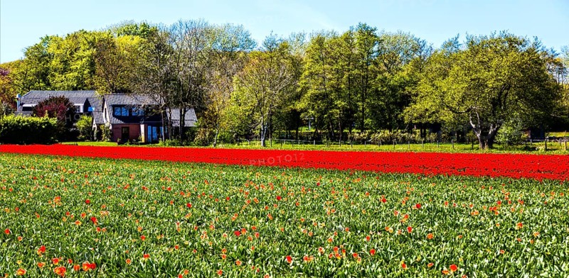 Flowering tulip fields
