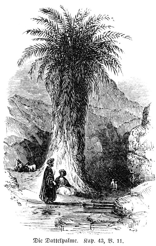 Date palm