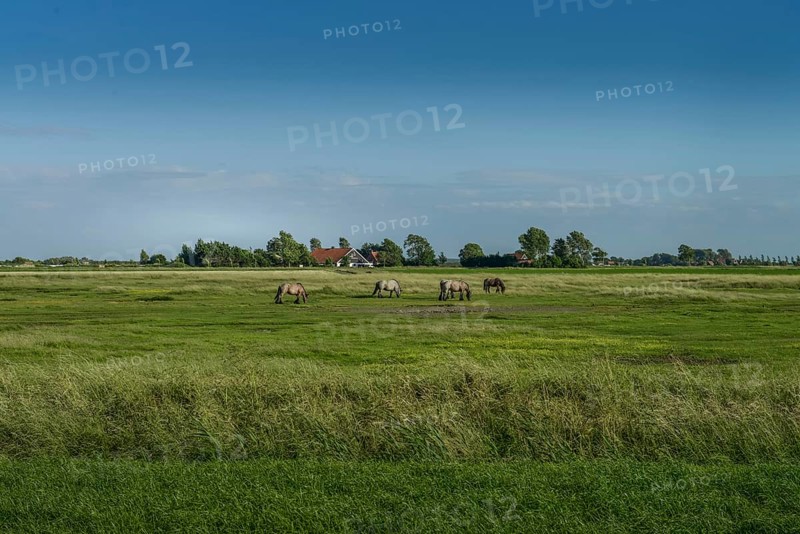 Meadows