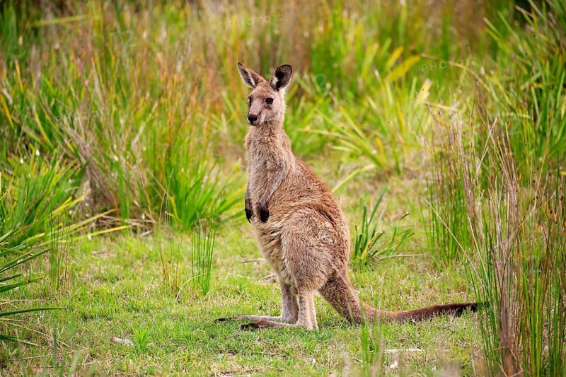 Eastern grey kangaroo