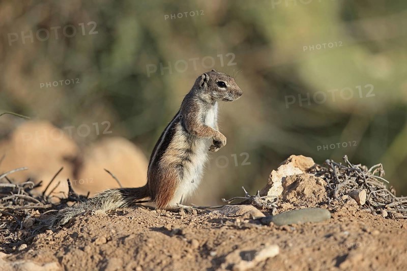 Barbary Ground Squirrel