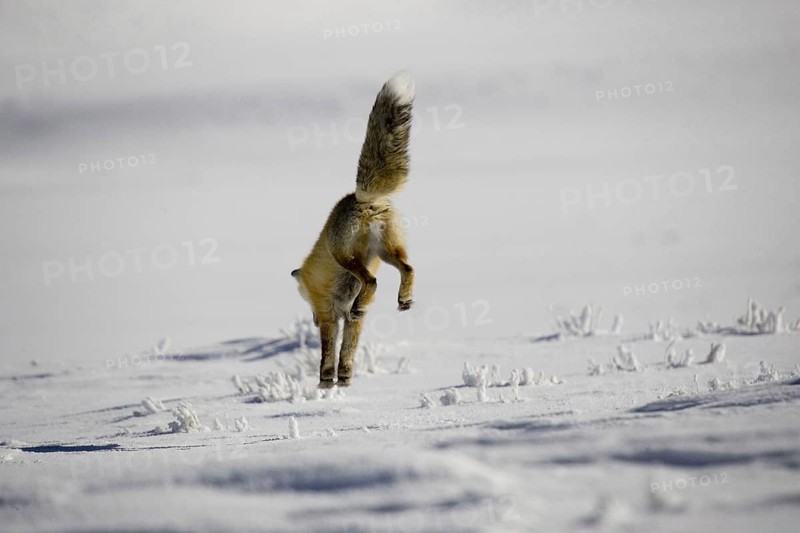 American red fox