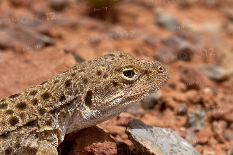 Leopard Iguana
