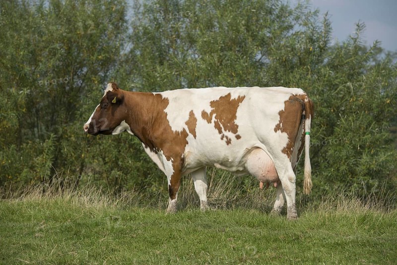 Dutch Red Bovine