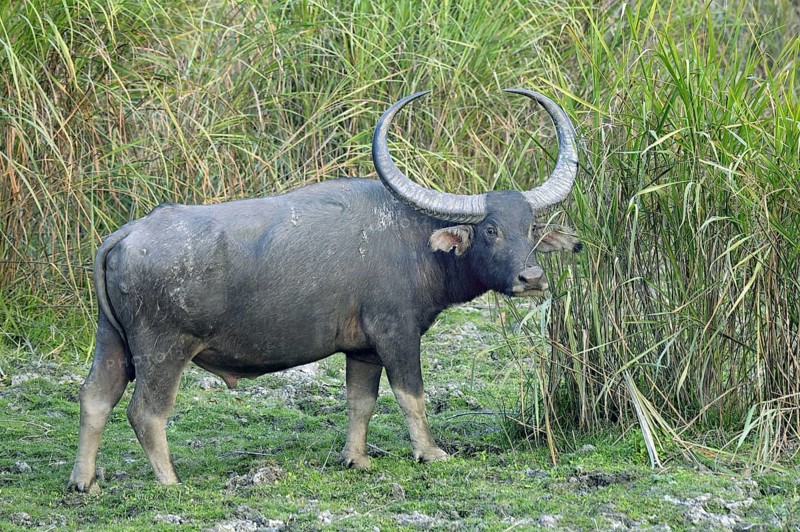Wild water buffalo