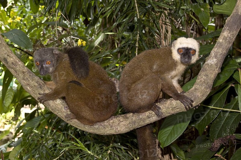Lemur fulvus albifrons