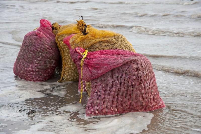 Bags of harvested cockles after picking from cockle beds