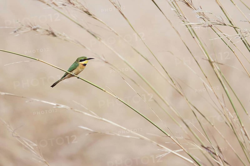 Lesser bee-eater