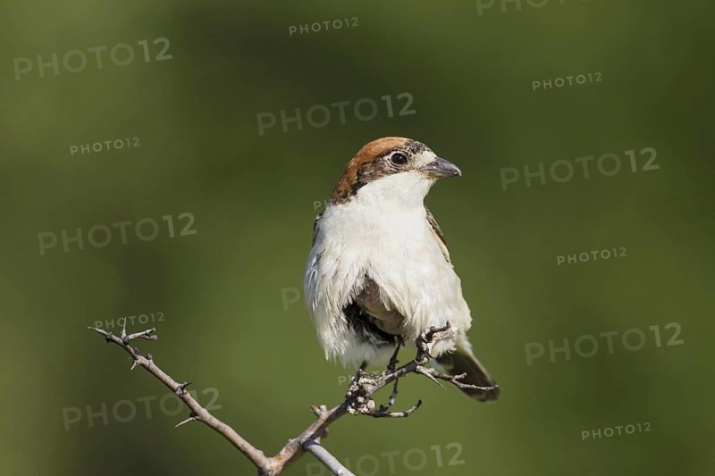 Woodchat Shrike