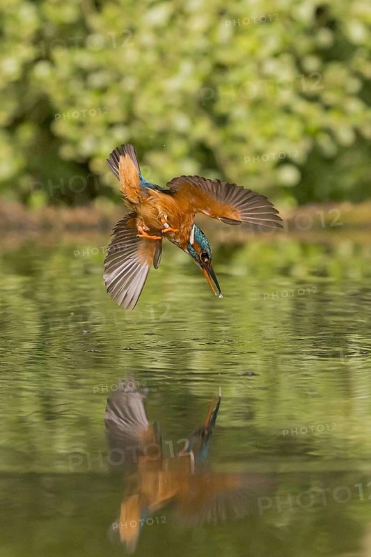 Common Kingfisher