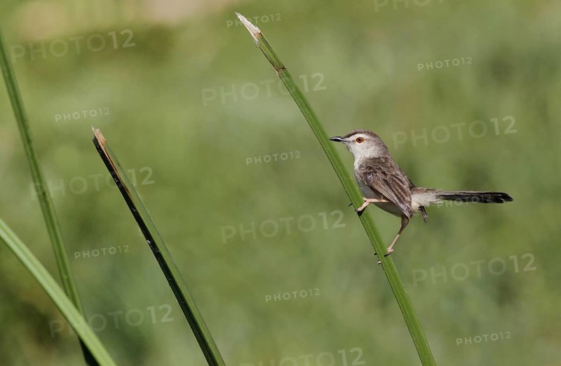 Plain Prinia