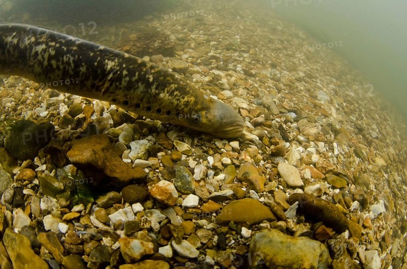 Sea Lamprey