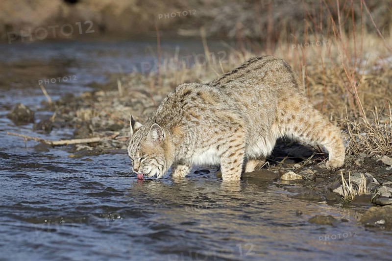Bobcat