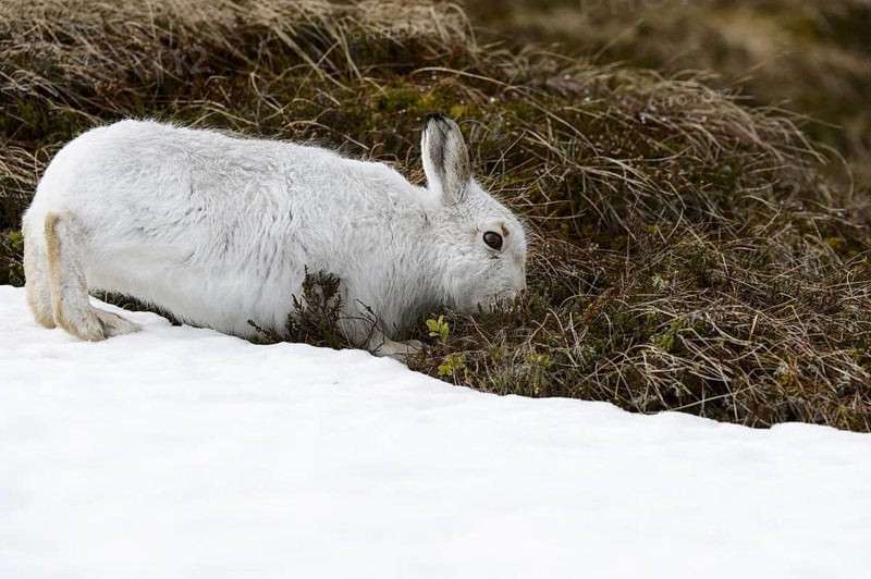 Mountain Hare