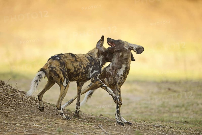 African Wild Dog