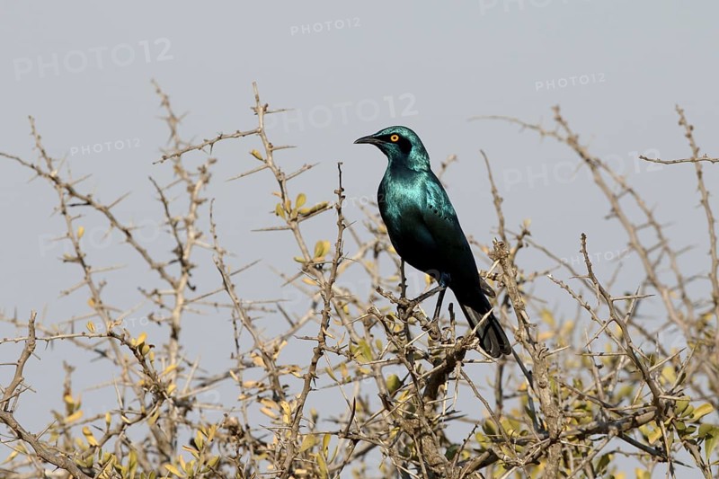 Cape Glossy-starling