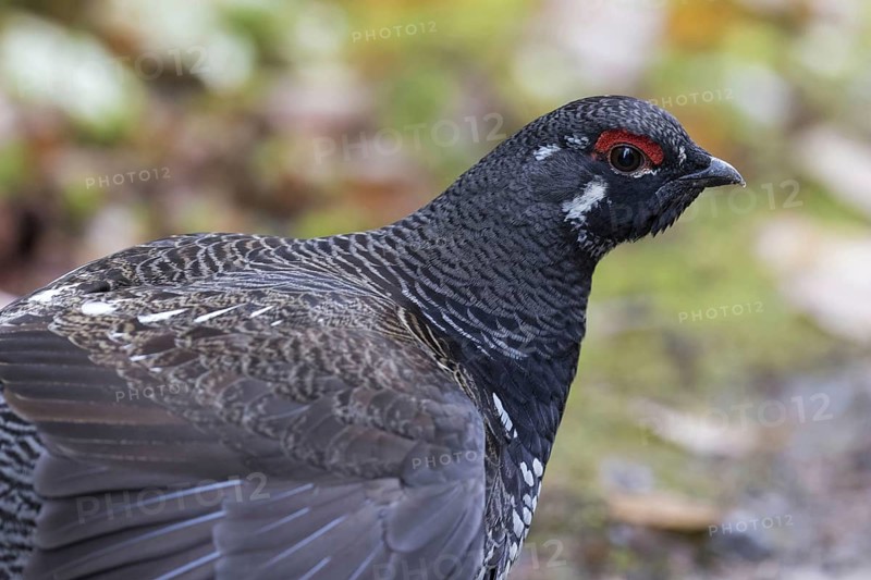 Spruce grouse