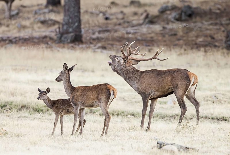 Red deer