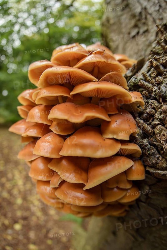 Fruiting body of flammulina