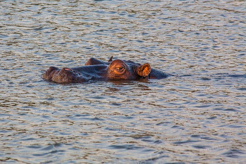 Hippo in the evening light