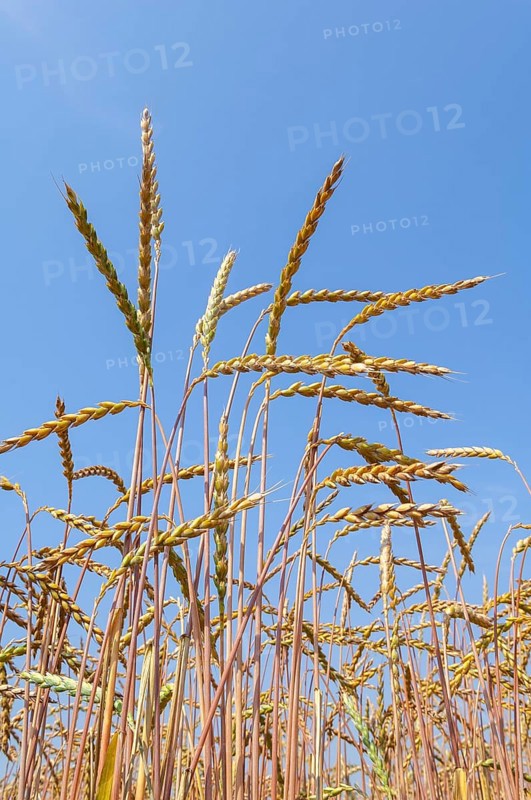 Grain ears
