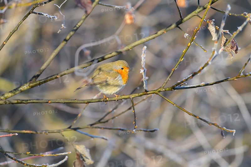 Robin