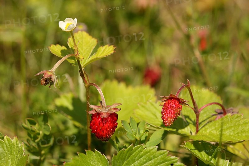 Shrub with woodland strawberries